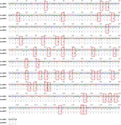 Potential roles of MEK1 on aging in Argopecten scallops